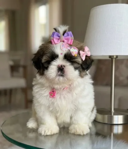 shih tzu fêmea alto padrão mine