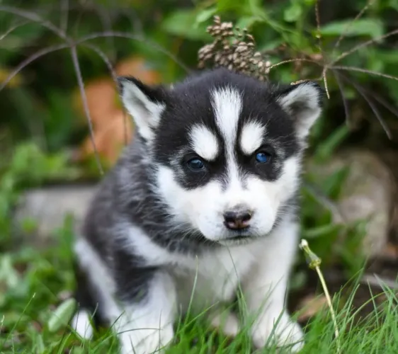 Filhotes husky siberiano pra doação