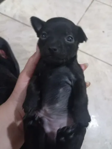 Vendo Pincher 