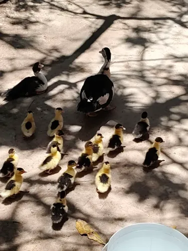 Patinhos filhotes