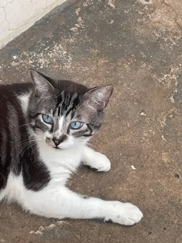 Gato macho castrado 