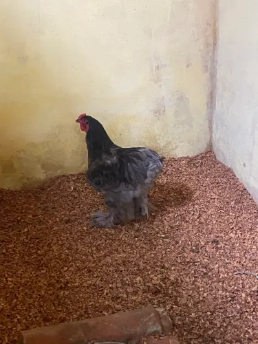 Galinha Brahma blue ovos disponíveis