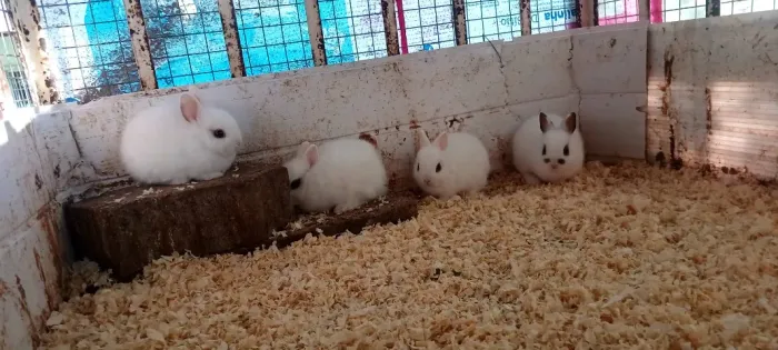 Mini coelhos 
