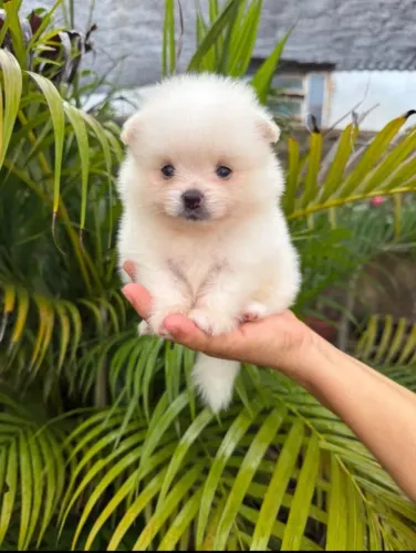 Spitz alemão