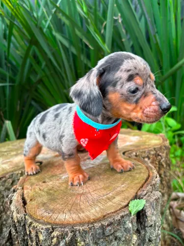 Dachshund mofadinho macho e fêmea
