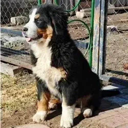 Bernese Mountain Dog,Bernese Mountain Dog Filhote Imponente e Pronto para Novo Lar
