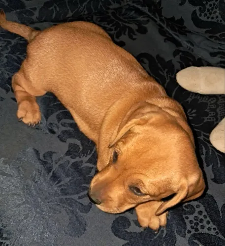 Basset Teckel Mini