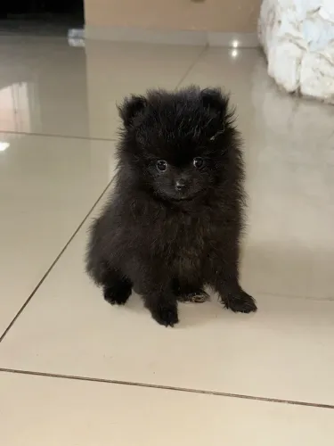 Spitz Alemão (Lulu da Pomerânia) - Machos Disponíveis