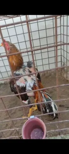 Golo disponível 