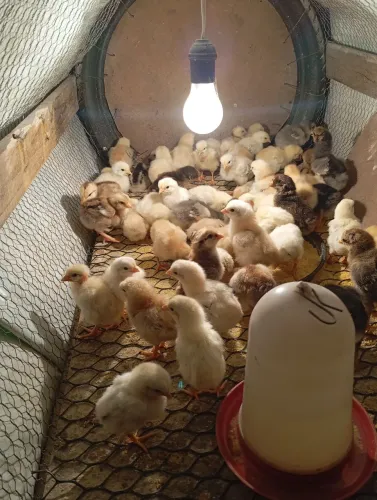 Pintinhos de galinha de capoeira