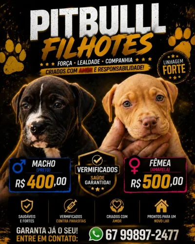 Cachorros pit bull