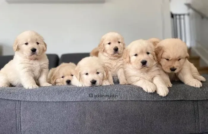 Golden Retriever - O Presente Mais Fofo Deste Dia Dos Namorados