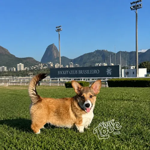 Welsh corgi pembroke macho