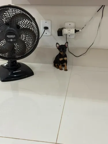 Pinscher machinho