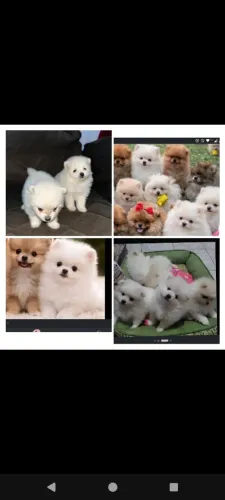 Filhotes Lulu branco , Spitz alemão disponíveis , macho branco 1.799 fêmea laranja 2.299