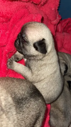 Filhote de Pug Macho