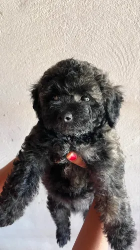 Filhotes de shihtzu com poodle