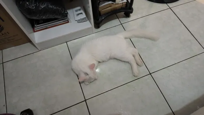 Doação de gatinho branco