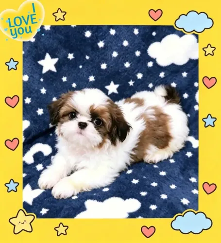 Lindíssimo filhote de shih tzu macho.