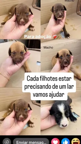 Cachorros para doação 