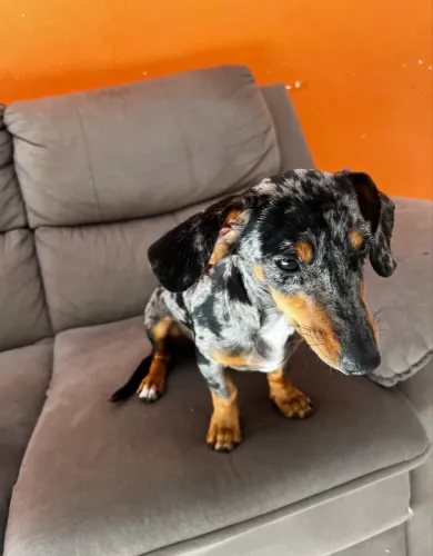 Dachshund (salsicha mofado)