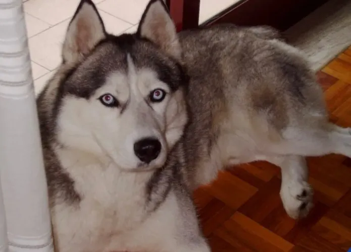 Adoção responsável Husky Siberiano - Scott