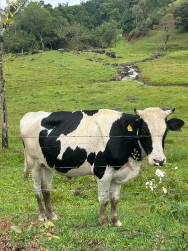 Touro holandês
