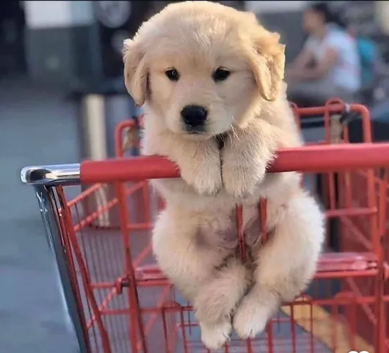 Filhote Golden Retriever, Seus dias nunca mais serão os mesmos com um cãopanheiro fiel!