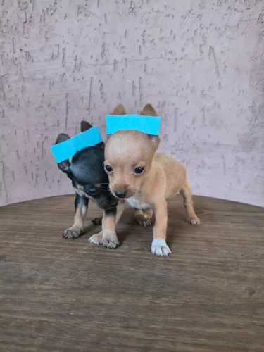 Pinscher