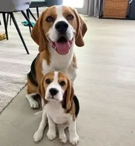 Beagle Filhotinho esperando pela escolha certa