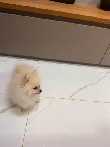 Lulu da pomerânia - sptiz alemão anão - branco/bege - filhote