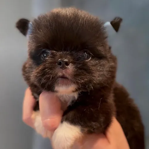 Filhote de Chihuahua macho pelo longo preto e branco