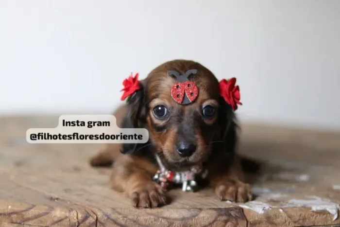 Dachshund pelo longo e curto Insta gram @filhotesfloresdooriente
