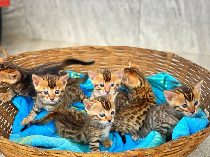 Bengal 