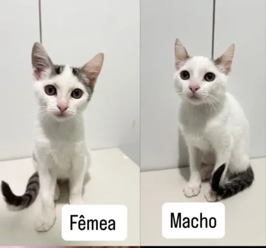 Doação Responsável 