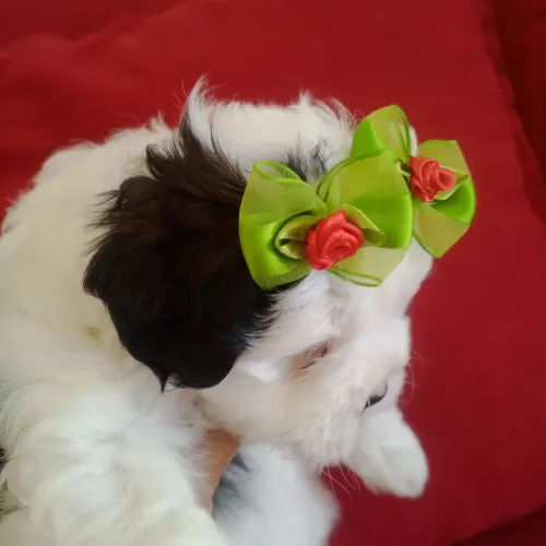 Último casal de Shih-Poo 
