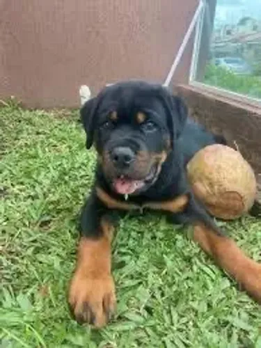 Doação de Filhote de Rottweiller