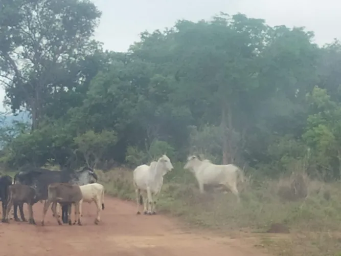 Funcionário para fazenda