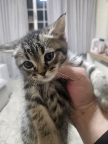 Gato