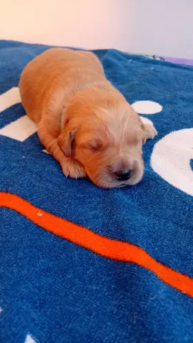 Bebê golden
