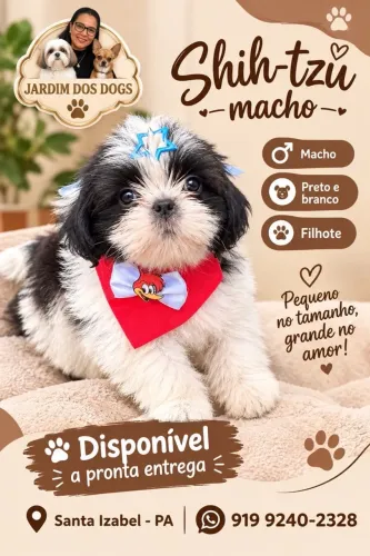 SHIH TZU MACHINHO PANDINHA