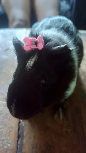 Porquinha da índia para venda