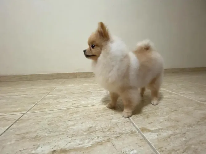 Spitz alemão 