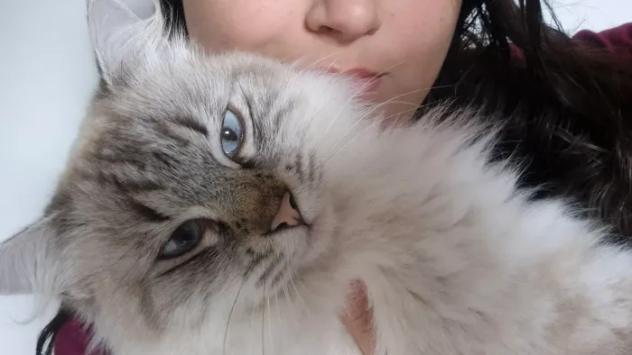 Gata da raça Ragdoll para DOAÇÃO