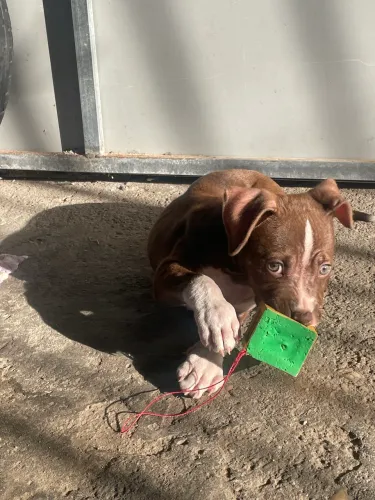 Filhote de Pitbull com 2 meses