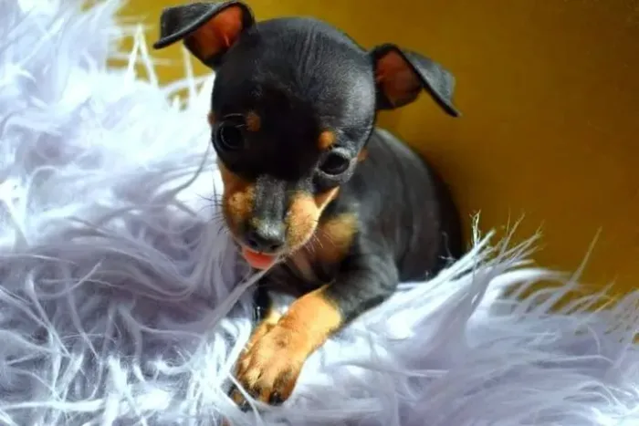 pinscher Personalidade forte