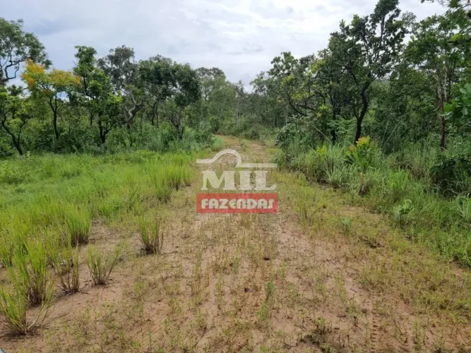 Fazenda Agricultável em Colinas do Sul - GO. (103 Alqueires)