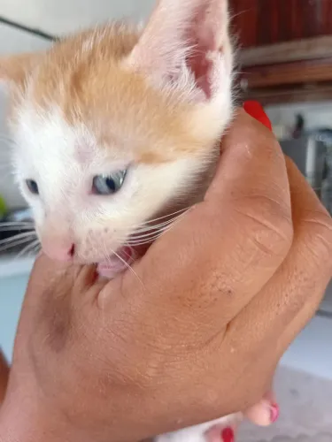 Doações de gatinhos