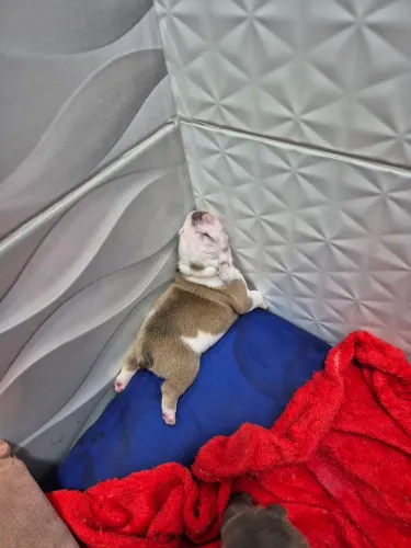 Filhotes de american bully