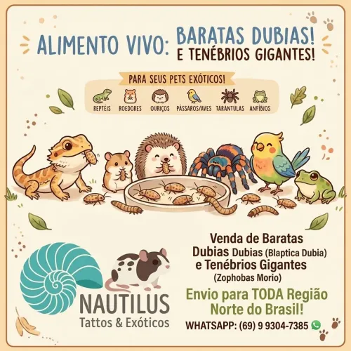 Alimento vivo para pets exoticos barata dubia